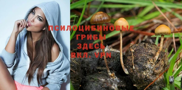ПСИЛОЦИБИНОВЫЕ ГРИБЫ Инта